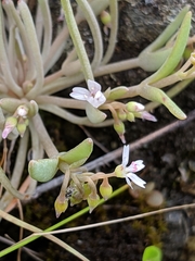 Claytonia exigua