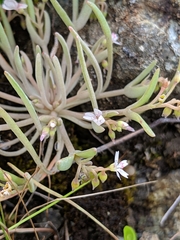 Claytonia exigua