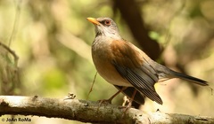 Turdus rufopalliatus graysoni