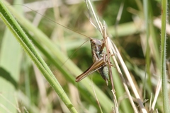 Conocephalus bilineatus