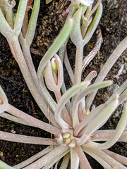 Claytonia exigua