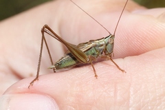 Conocephalus bilineatus