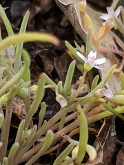 Claytonia exigua