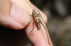 Conocephalus bilineatus