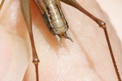 Conocephalus bilineatus