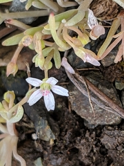 Claytonia exigua