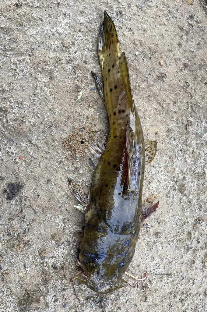 Largemouth catfish (Notoglanidium macrostoma) — Claroteidae