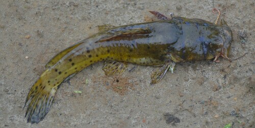 Largemouth catfish (Notoglanidium macrostoma) — Claroteidae — 4