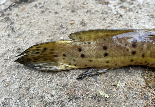Largemouth catfish (Notoglanidium macrostoma) — Claroteidae — 5