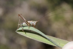 Conocephalus bilineatus