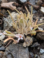 Claytonia exigua