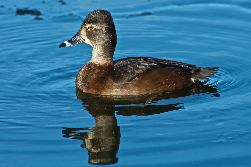 Ring-necked Duck Female ecn P1170866 | photoartbyjims | Flickr