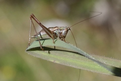 Conocephalus bilineatus
