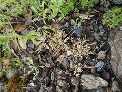 Claytonia exigua