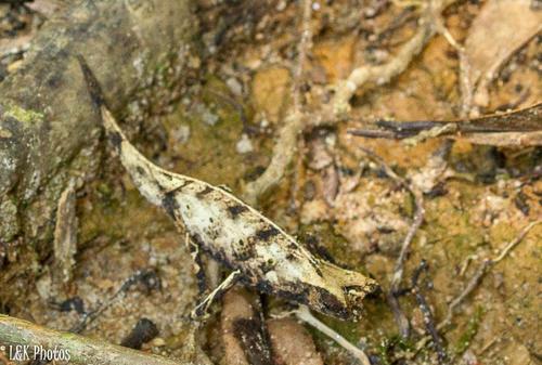 Brookesia therezieni