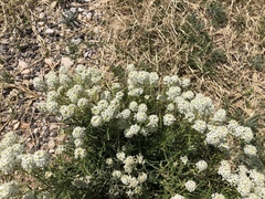 Lepidium alyssoides