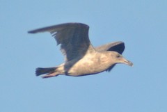 Larus glaucescens × occidentalis