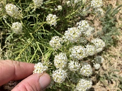 Lepidium alyssoides