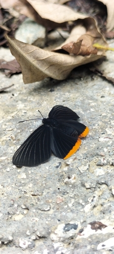 Mariposas ónix