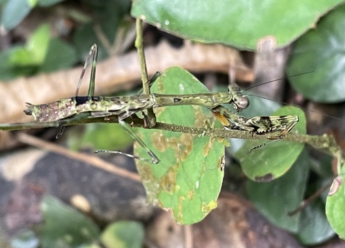 Cataspilota pulchra