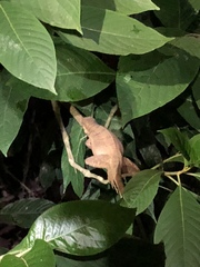 Iguanidae