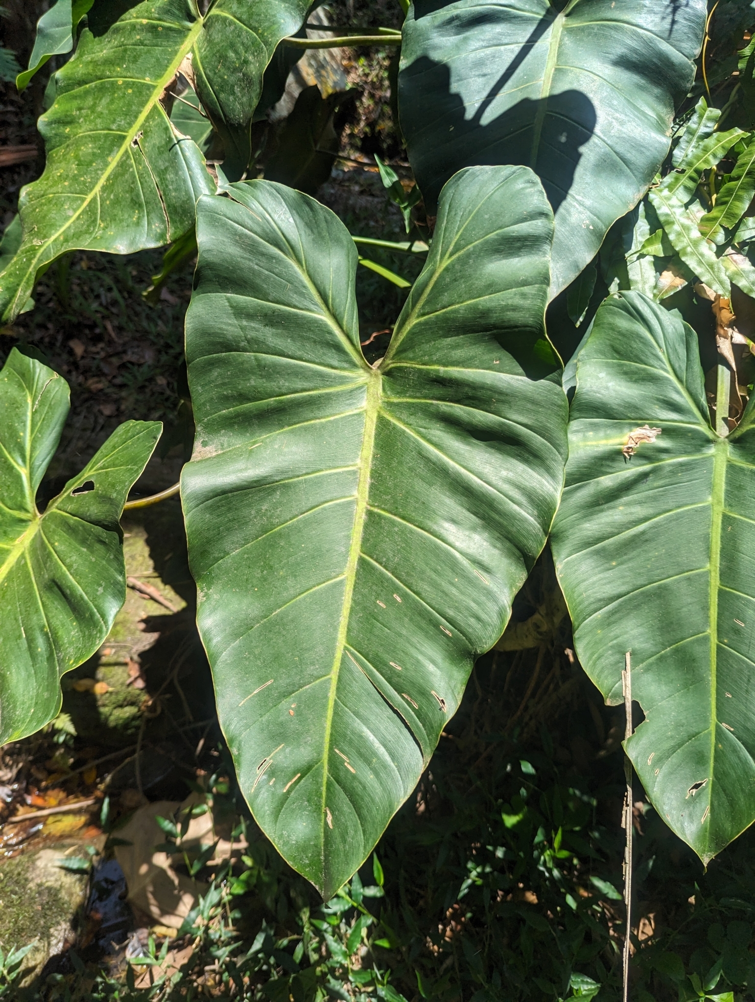 Philodendron minarum  iNaturalist