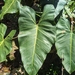 Philodendron minarum - Photo (c) Alan Rockefeller, some rights reserved (CC BY), uploaded by Alan Rockefeller