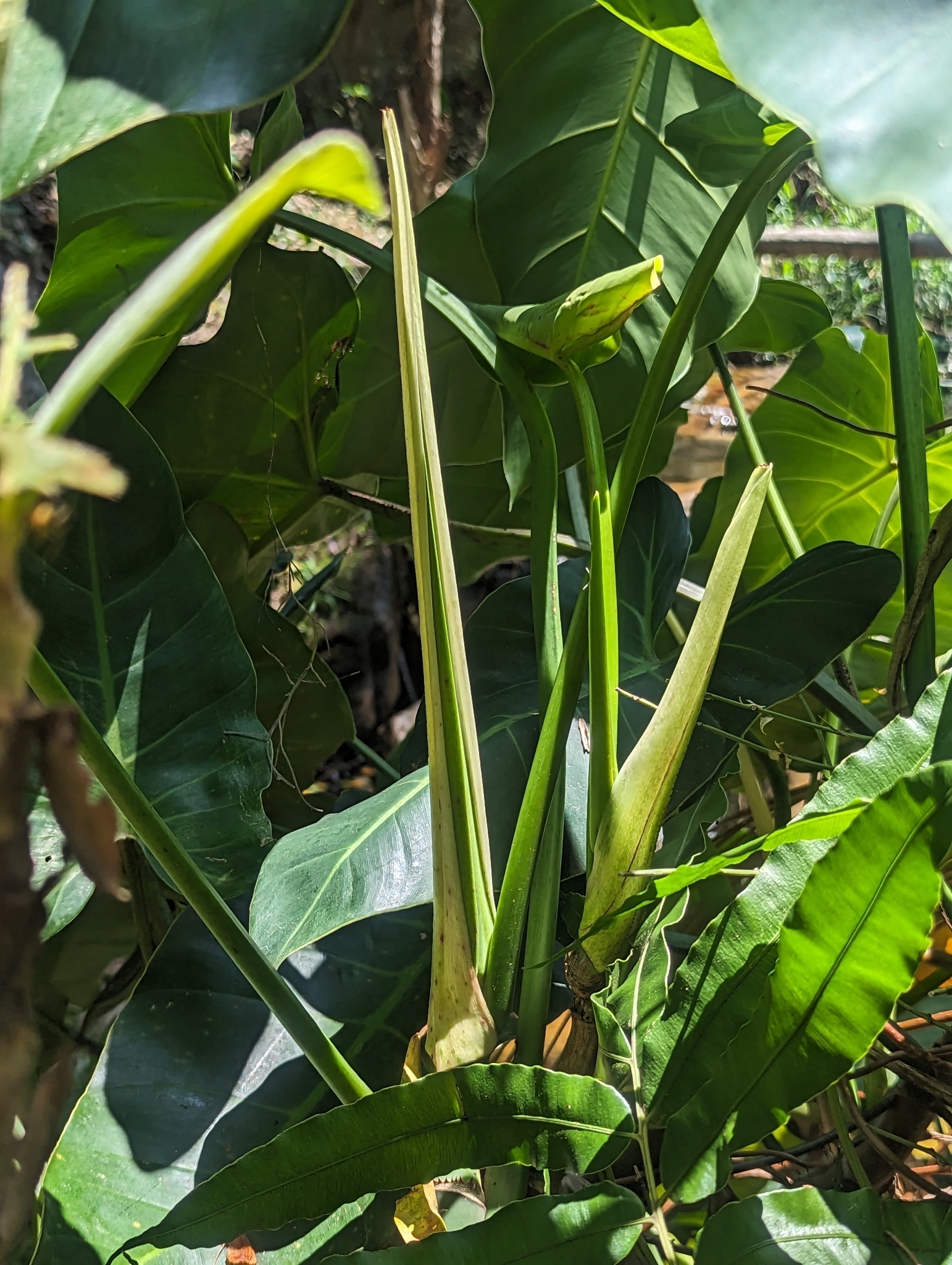 Philodendron minarum  iNaturalist
