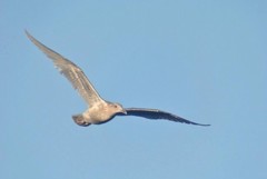 Larus glaucescens × occidentalis
