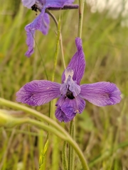 Delphinium parryi