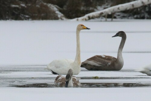 Cisne cantor (Cygnus cygnus)