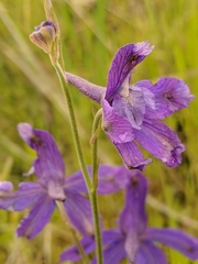 Delphinium parryi