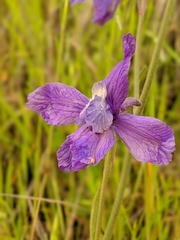Delphinium parryi