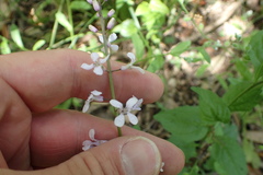 Iodanthus pinnatifidus