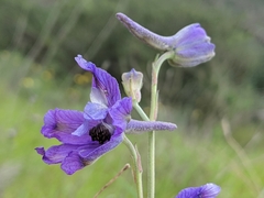 Delphinium parryi