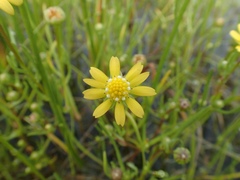 Blennosperma bakeri