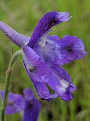 Delphinium parryi