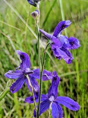 Delphinium parryi