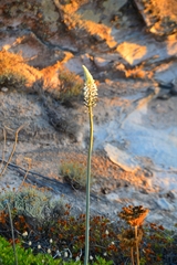 Drimia glaucophylla