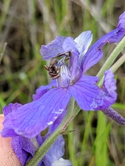 Delphinium parryi