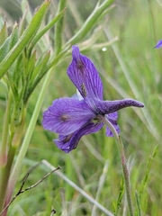 Delphinium parryi
