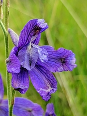 Delphinium parryi