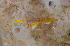 Hippocampus pontohi