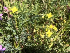 Tropidocarpum gracile