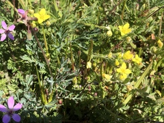 Tropidocarpum gracile