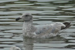 Larus glaucescens × occidentalis