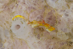 Hippocampus pontohi