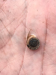 Polygyra