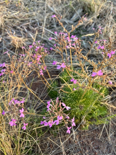 Stylidium desertorum