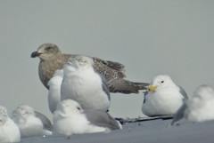 Larus glaucescens × occidentalis
